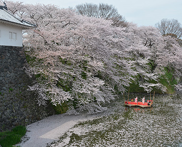 写真：霞城公園東大手門周辺の桜