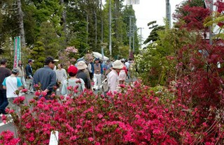 写真：薬師祭植木市の様子