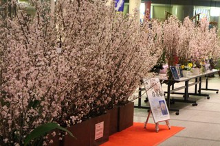 写真：展示されている桜