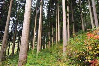 写真：伐採前のスギ林