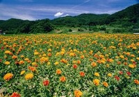 写真：山形市風景　紅花