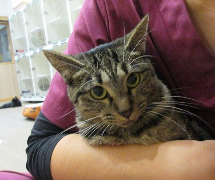 写真:茶々(♀)不妊済