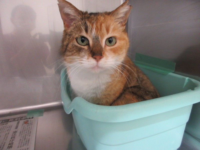 写真：ちび（♀）不妊済