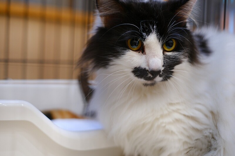 写真：ふわり（♀）不妊済