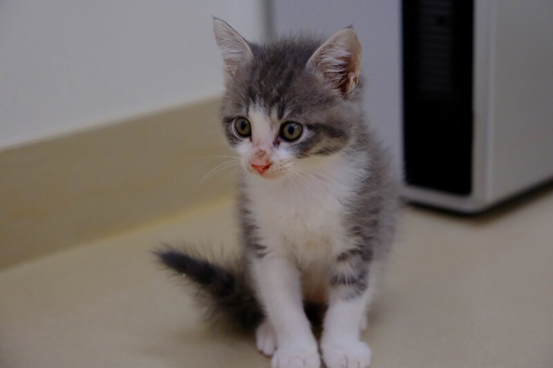 写真：ぎんた（♂）