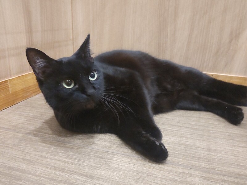 写真：ごま（♀）不妊済