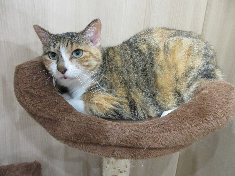 写真：ひとみ（♀）不妊済