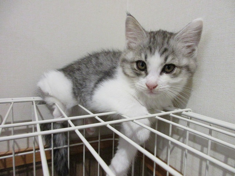 写真:ジャック(♂)