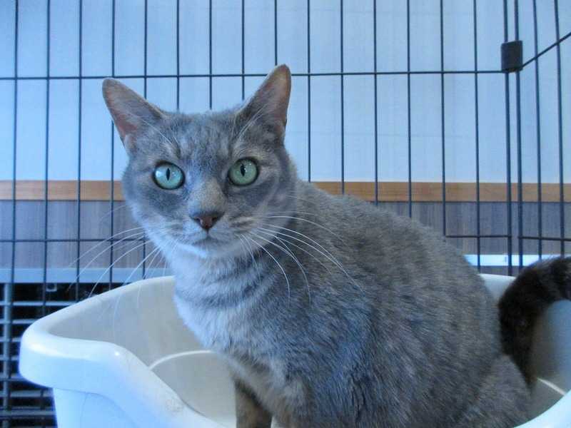 写真：ころん（♀）不妊済