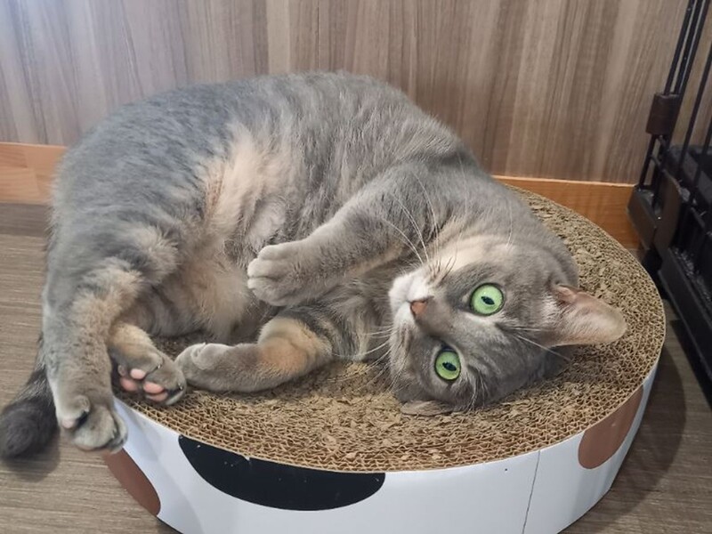 写真：ころん（♀）不妊済