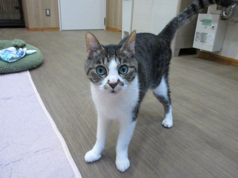 写真：くう（♂）