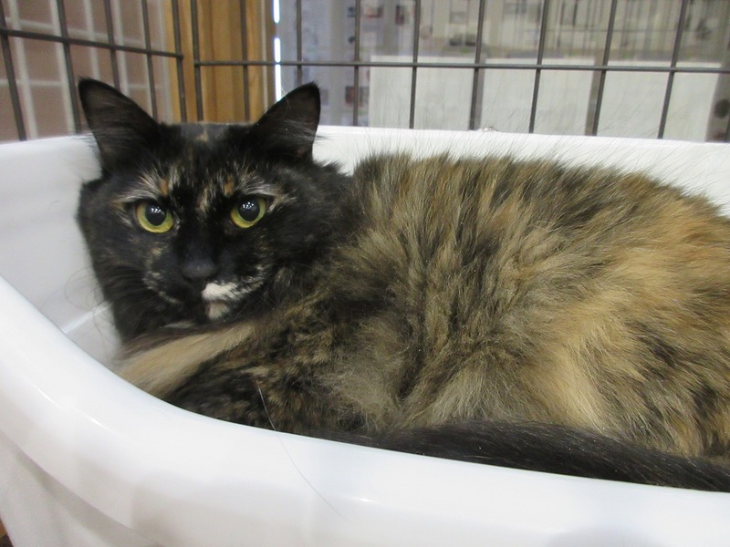 写真：音音（♀）不妊済