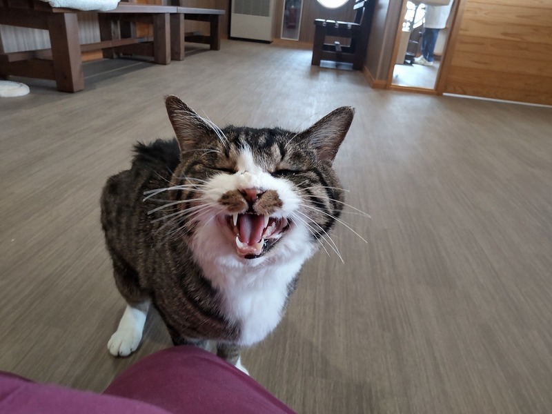 写真：にぼし（♂）去勢済