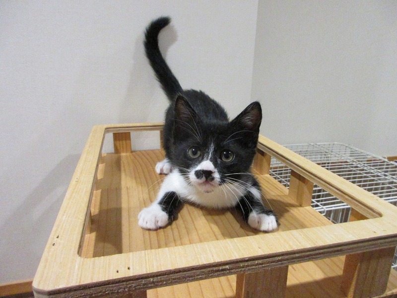 写真：オレオ（♀）