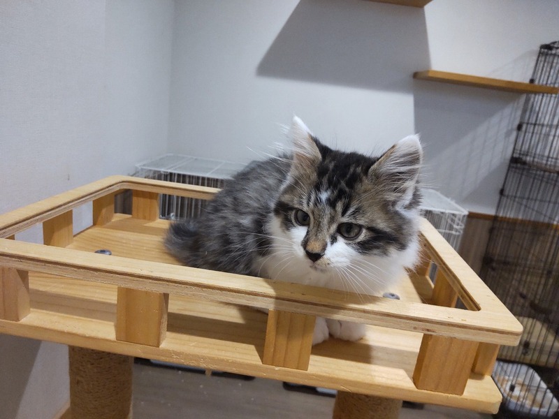 ポム