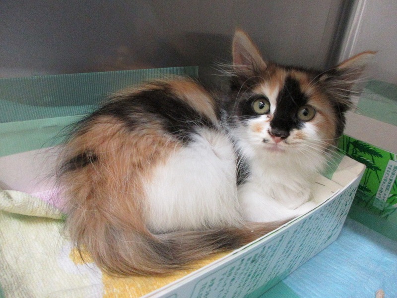 写真:クィーン(♀)