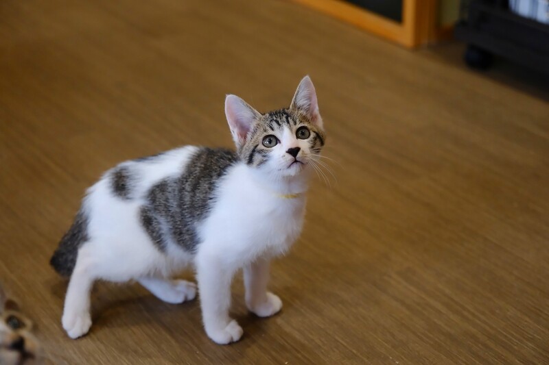 写真：蘭丸（♂）