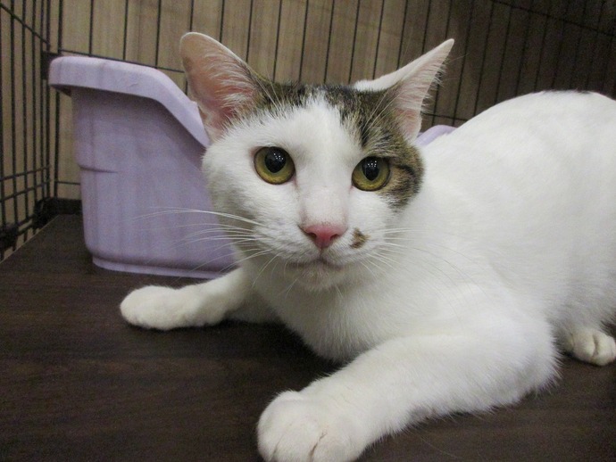 写真:ラテ(♂)去勢済