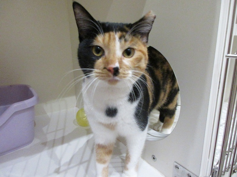 写真：ルナ（♀）不妊済