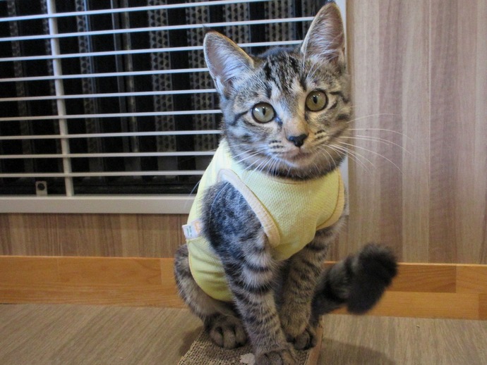 写真：ルル（♀）不妊済