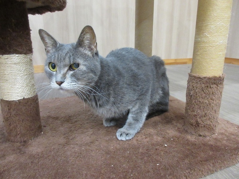 写真：爽和（さわ）（♀）不妊済