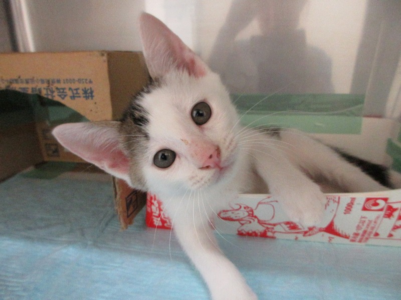 写真:しめじ(♂)