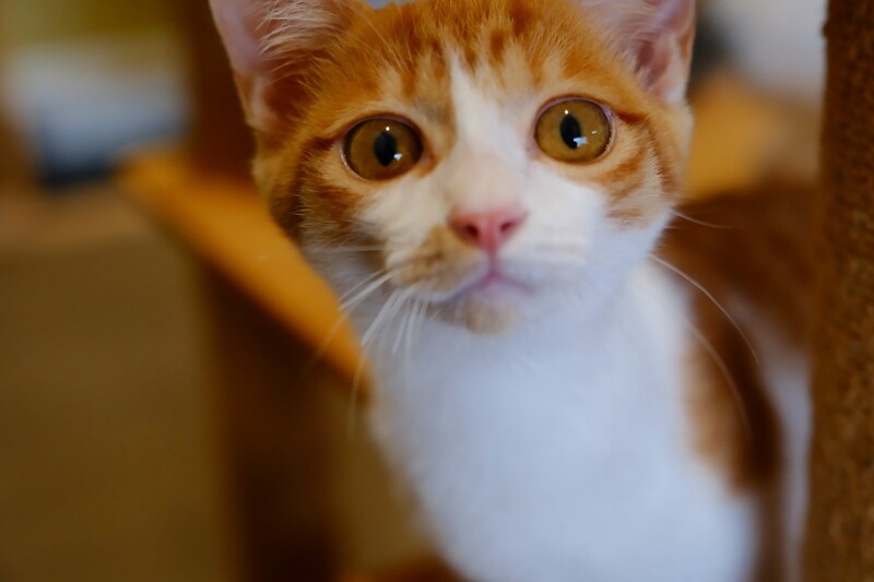 写真：そら（♂）