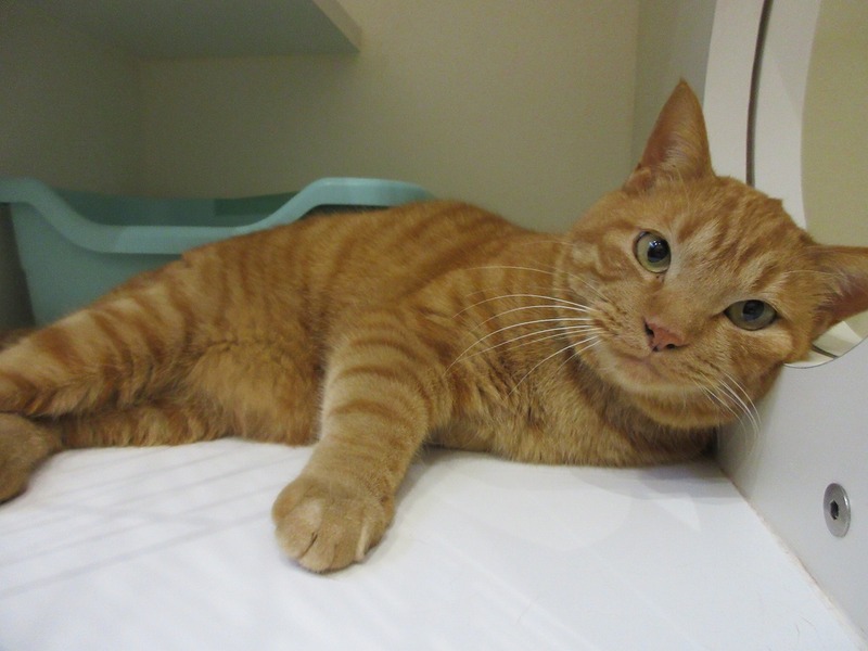 写真：たろ（♂）去勢済