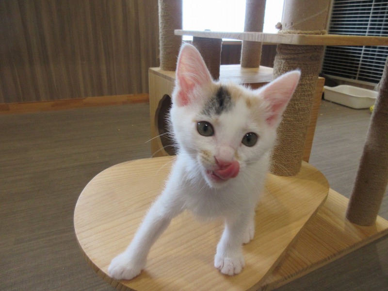 写真：テン（♀）