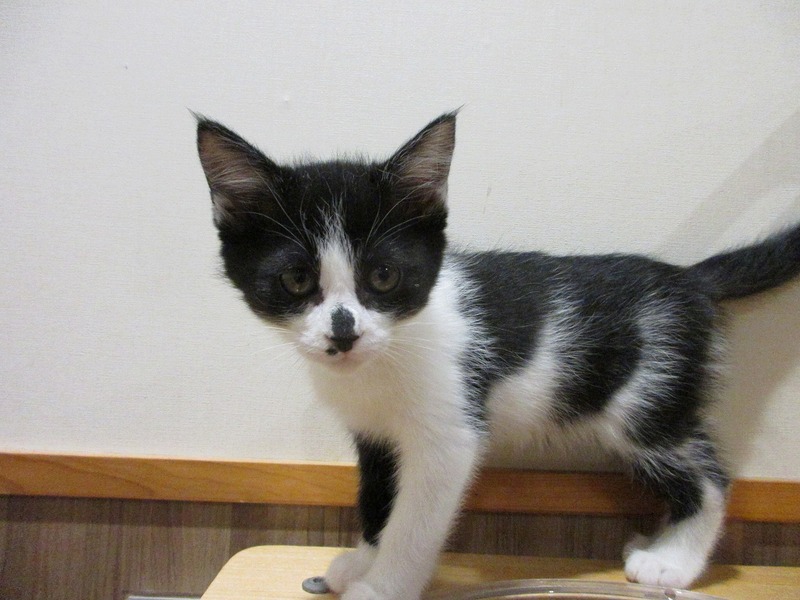 写真：チロル（♀）