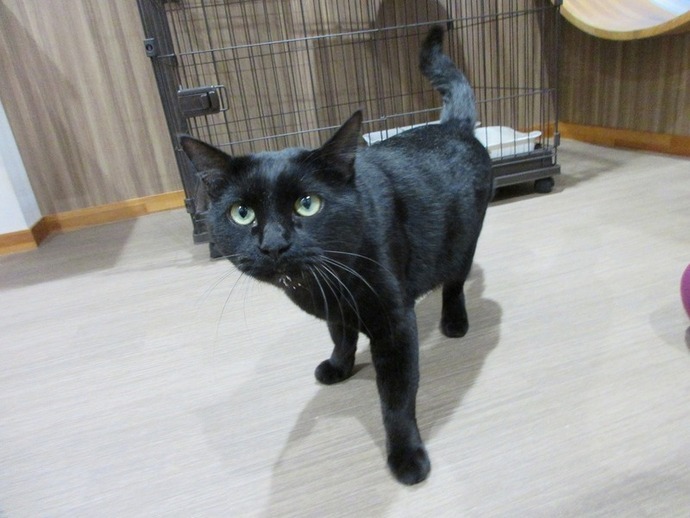 写真：チョコ（♂）去勢済