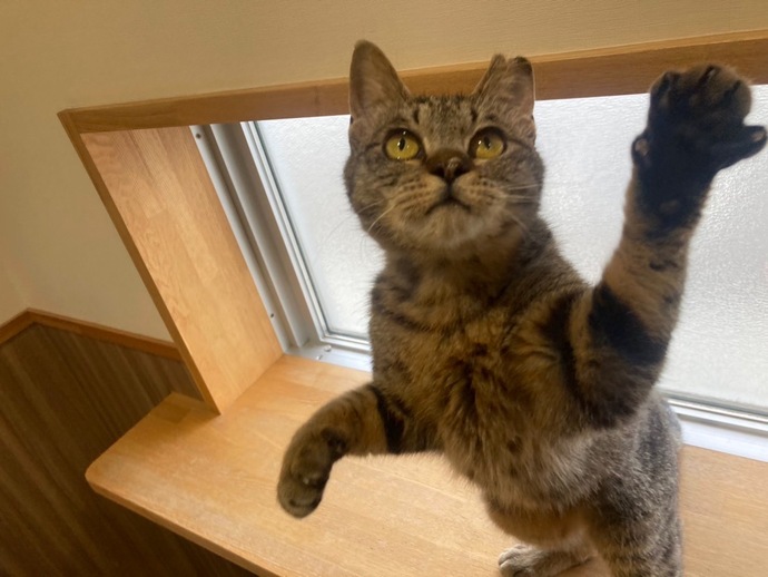 写真：八重（♀）不妊済