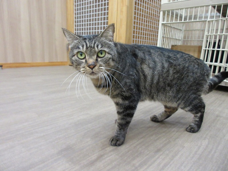 写真：よね（♀）不妊済