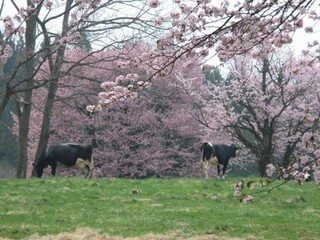 写真：放牧場風景（春）