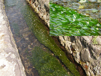 写真：梅花藻