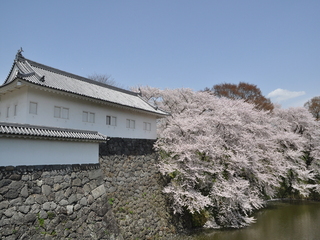 写真：霞城公園の桜です。