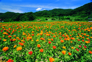 写真:紅花