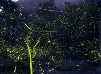 写真：ホタルの飛び回る様子