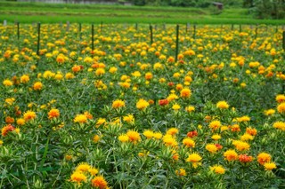 写真：紅花畑