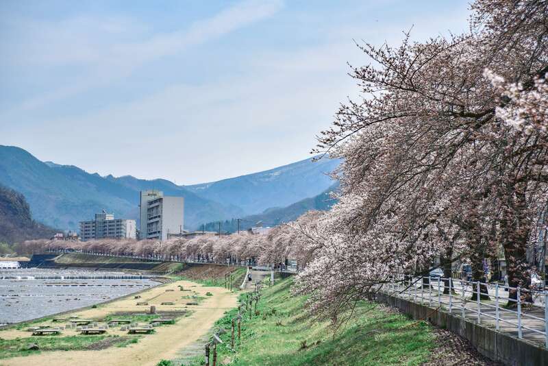 馬見ヶ崎さくらラインの桜