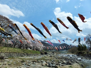 青空の下、高瀬川のこいのぼりが泳ぐ様子