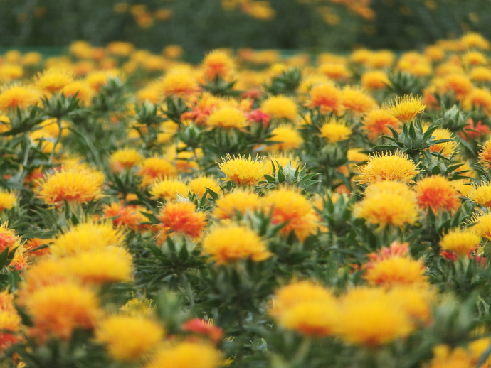 山形紅花まつり