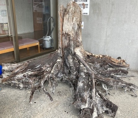 埋没林
