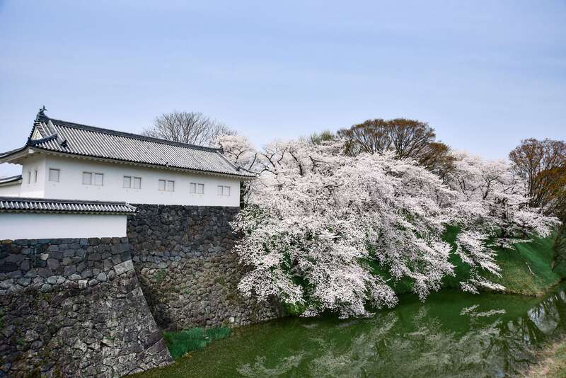 霞城公園の桜