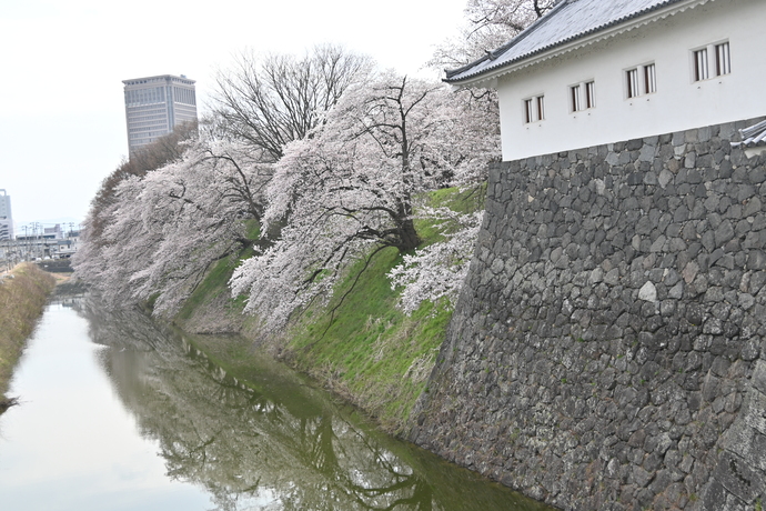 霞城公園の桜