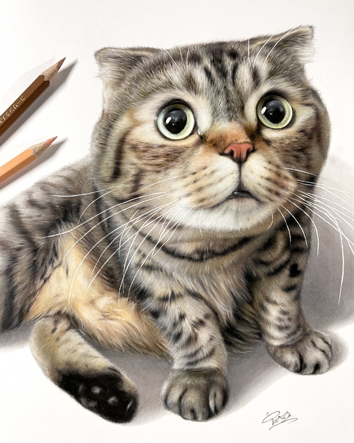 色鉛筆で描かれた猫