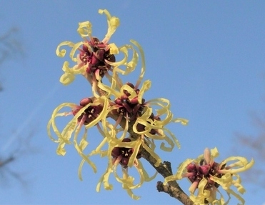 まんさくの花