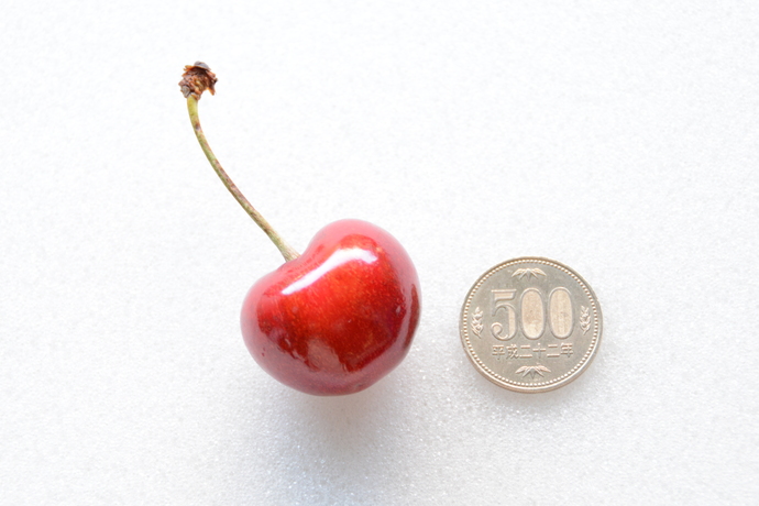サクランボ「紅王」と500円玉の写真