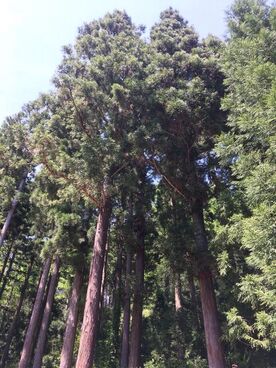 山形市産材の愛称募集
