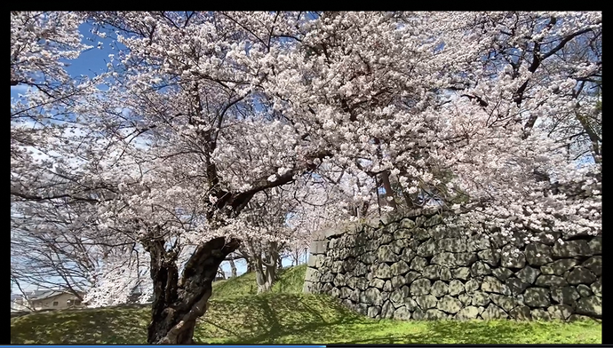 hanami